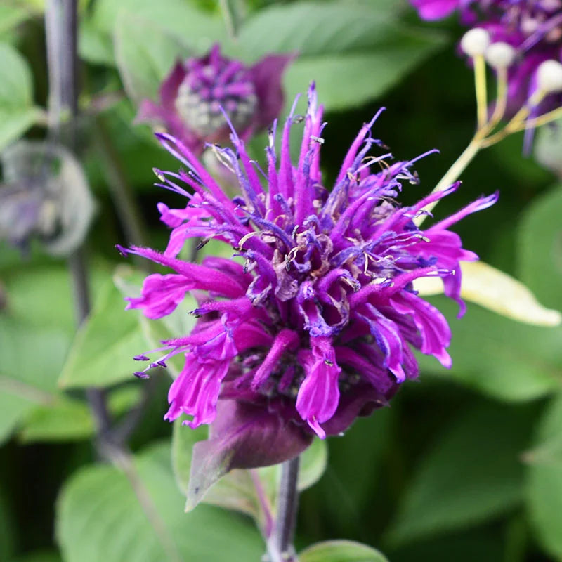Heirloom Non-GMO Violet Monarda Flower Seeds for Bee-Friendly Cottage Garden Planting for planting in home garden
